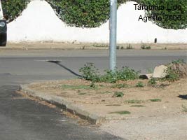 Tarquinia Lido _ Agosto 2006